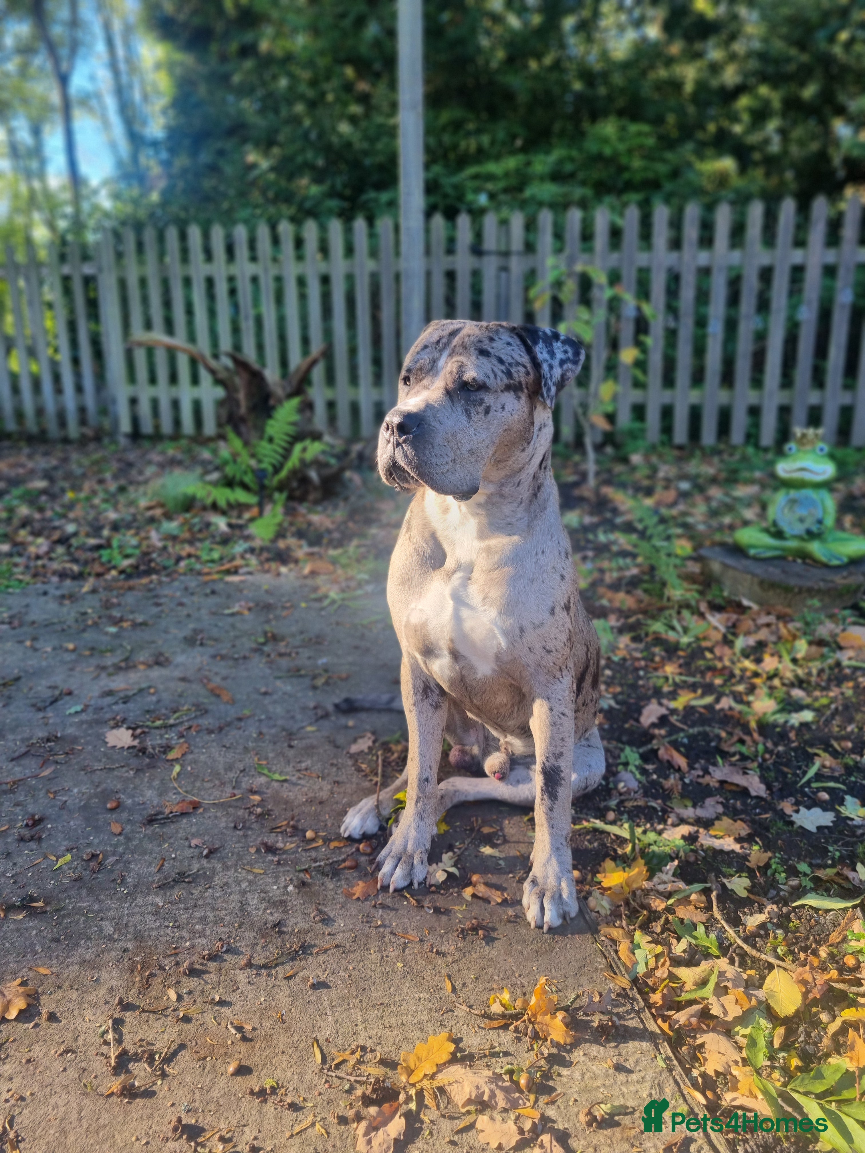 Mixed Breed dogs 14 month merle mastiff  - Advert 2