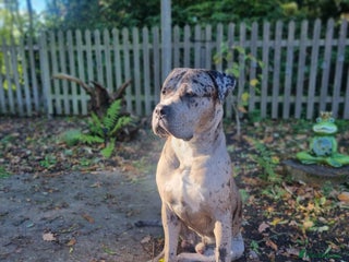 Mixed Breed dogs 14 month merle mastiff - Advert 2