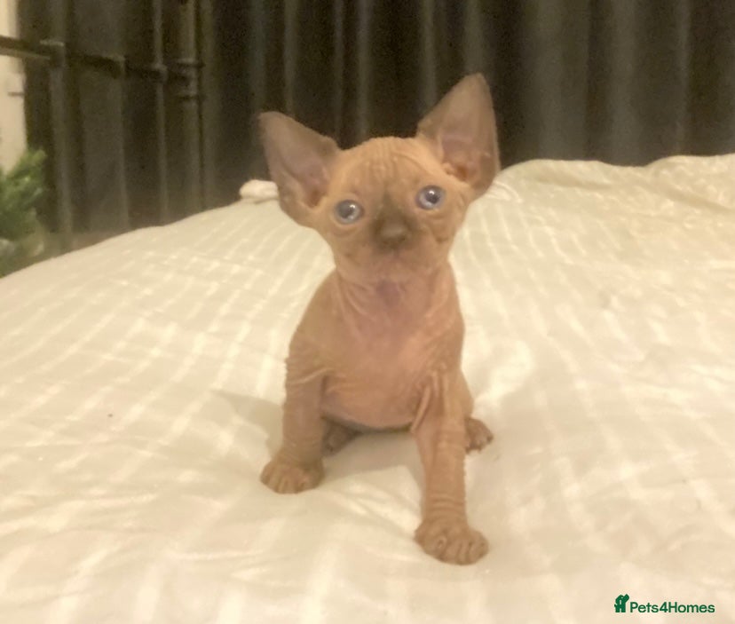 Mixed Breed cats Sphynx cross kittens  - Advert 2