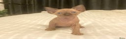 Mixed Breed cats for sale: Sphynx cross kittens  - Advert 1