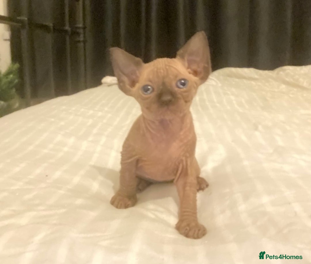 Mixed Breed cats for sale: Sphynx cross kittens  - Advert 1