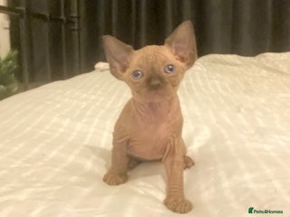 Mixed Breed cats Sphynx cross kittens - Advert 2