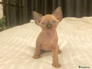Mixed Breed cats Sphynx cross kittens - Advert 18