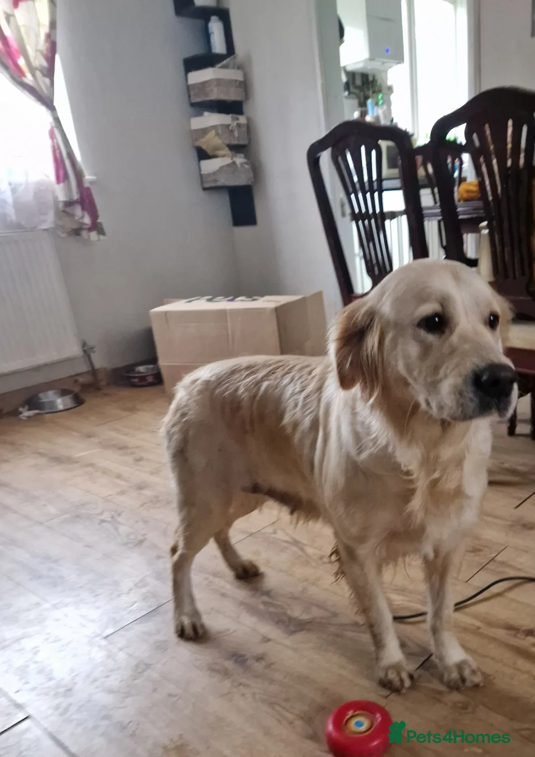 Golden Retriever dogs for sale: Kc Golden Retriver - Advert 3
