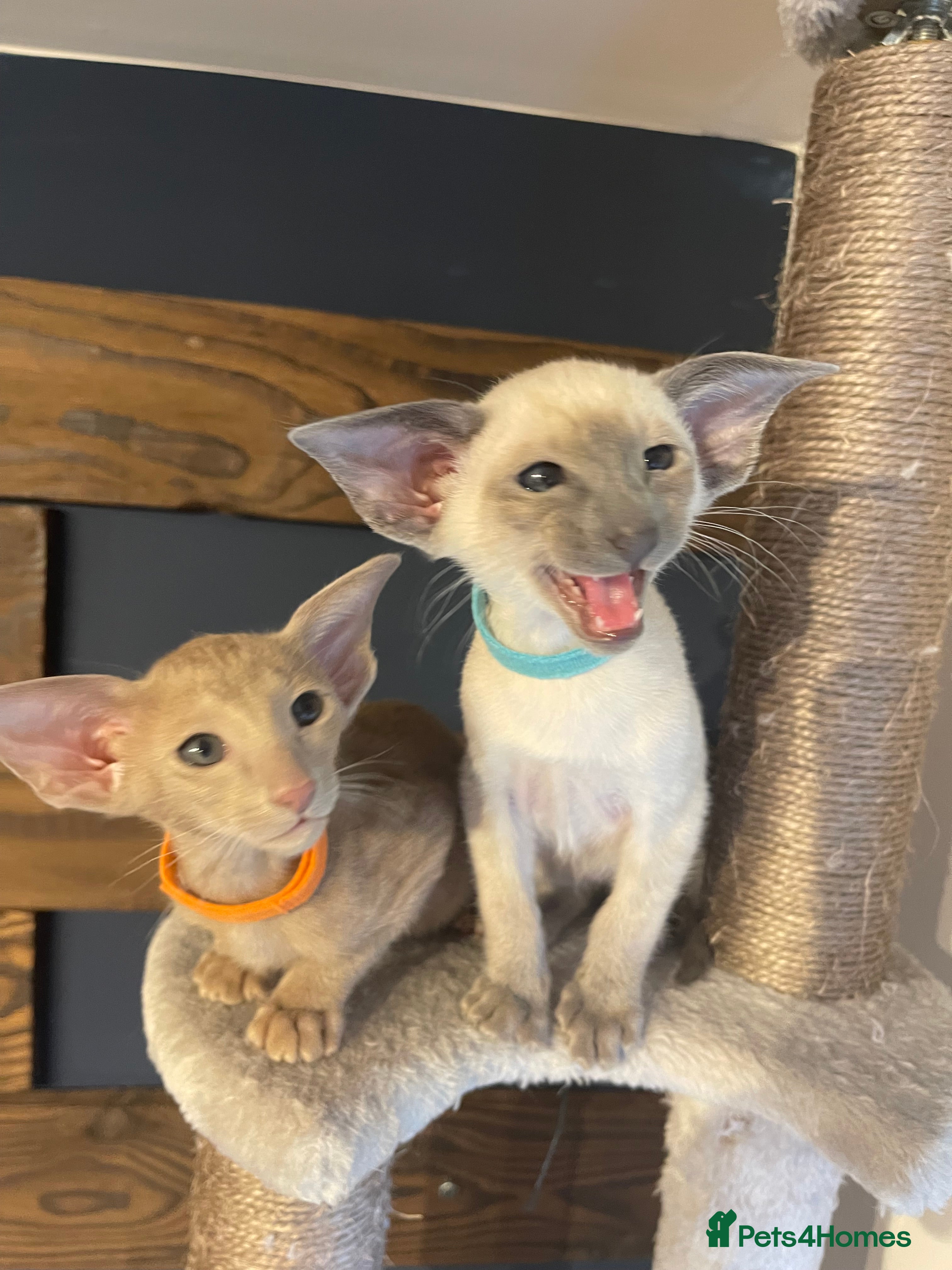 Siamese cats 2 Lovely Siamese boys left 🥰 🩵❤️ - Advert 6