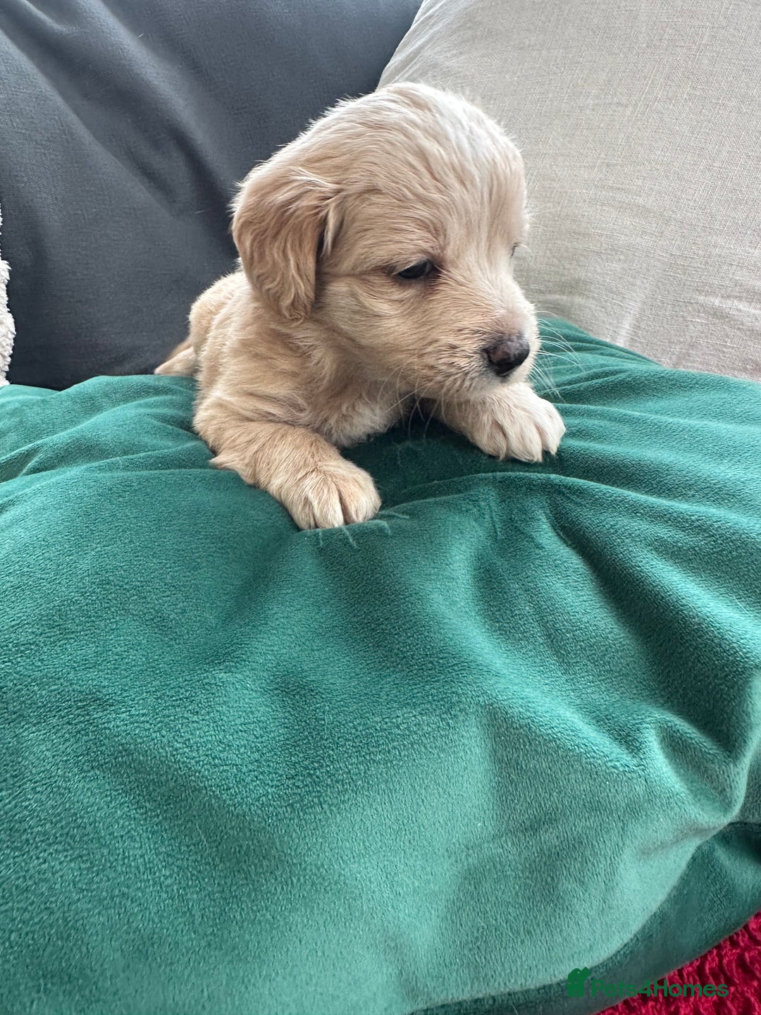 Mixed Breed dogs for sale: Cavapoo Beagle x Miniature Poodle  - Advert 13
