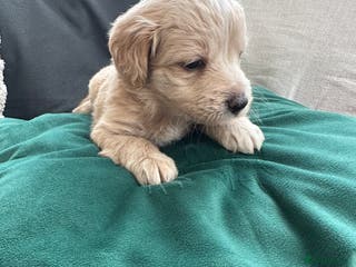 Mixed Breed dogs Cavapoo Beagle x Miniature Poodle - Advert 8