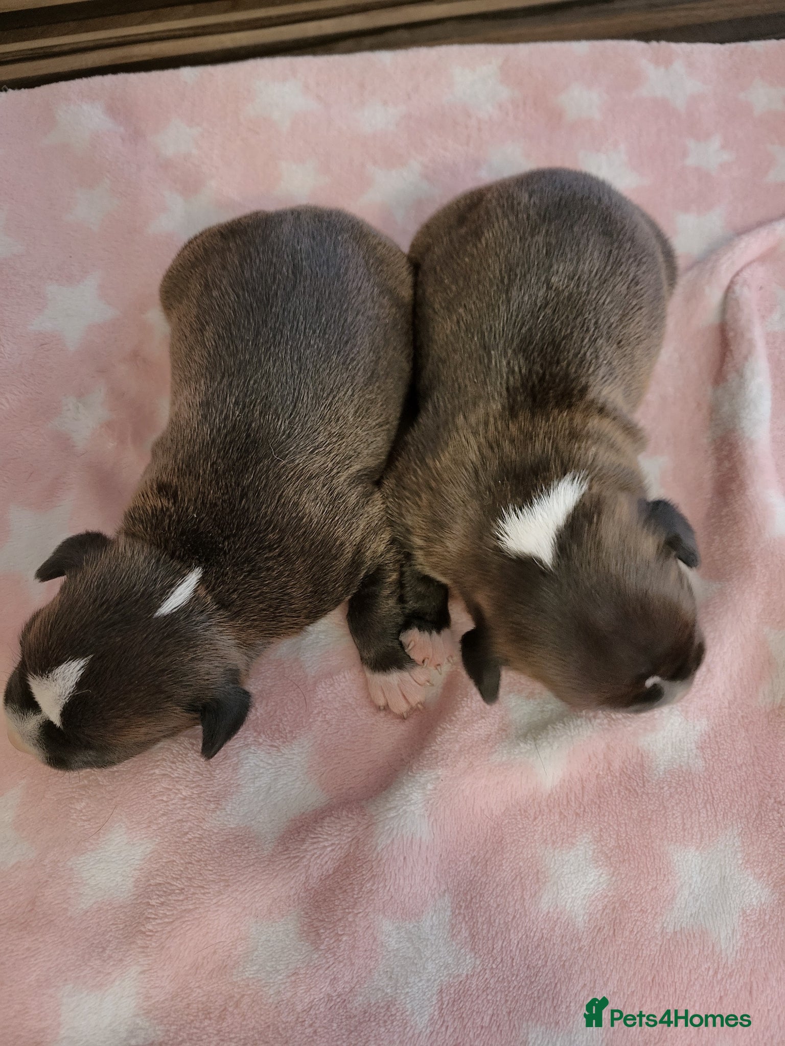 Staffordshire Bull Terrier dogs for sale: Kc Staffordshire bull terrier pups in Hebburn - Advert 2