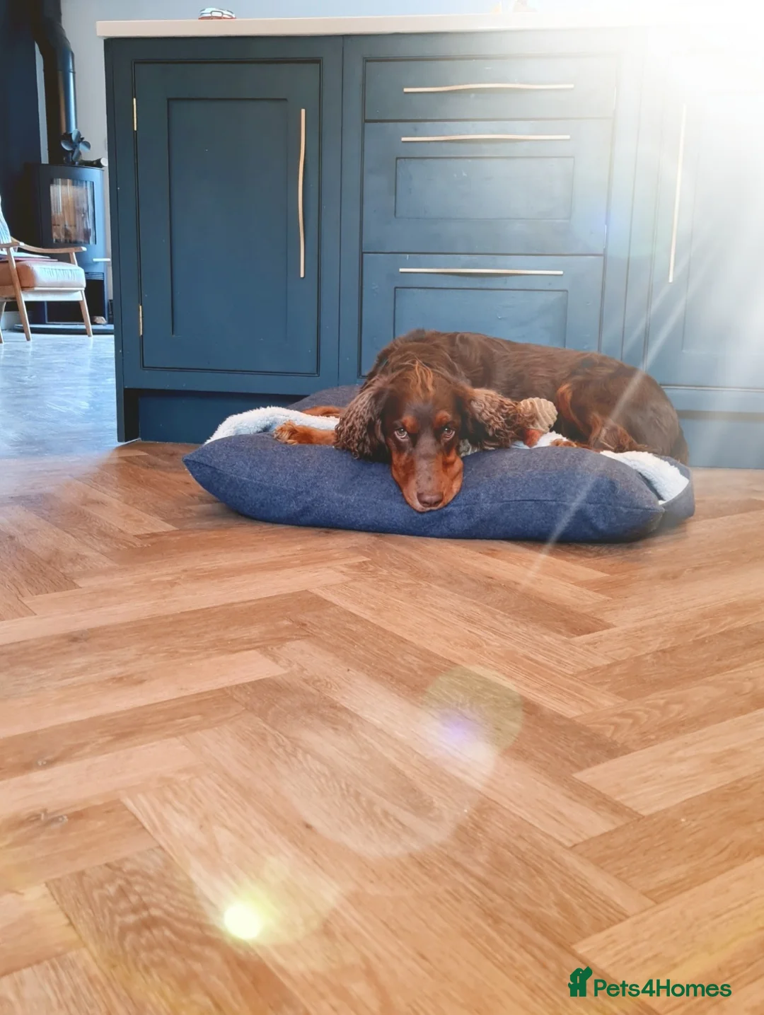 Cocker Spaniel dogs for stud: KC Pedigree Cocker Spaniel FULL DNA TESTS in Bristol - Advert 8