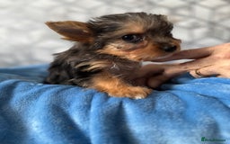 Yorkshire Terrier dogs for sale:  Merle Yorkshire terrier puppies  - Image 34