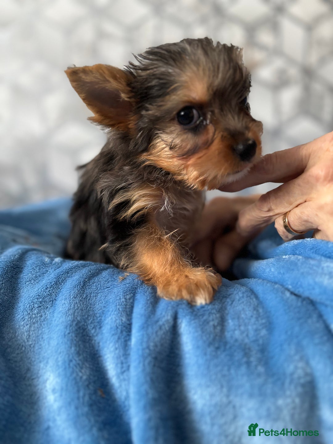 Yorkshire Terrier dogs for sale:  Merle Yorkshire terrier puppies  - Image 34