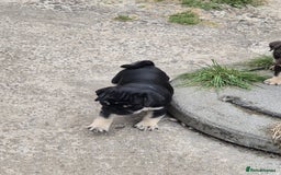 Pug dogs for sale: 2 KC Pug puppies available from a litter of 3. - Image 22