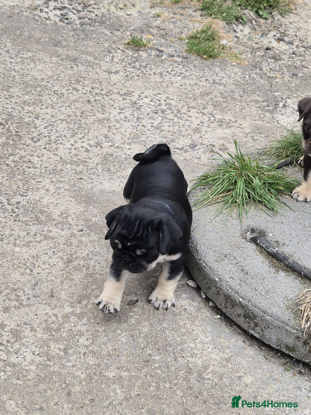 Pug dogs for sale: 2 KC Pug puppies available from a litter of 3. - Image 22