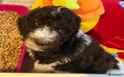 Labradoodle dogs for sale: Therapy breeder 5th gen miniature F1bbbb - Image 39