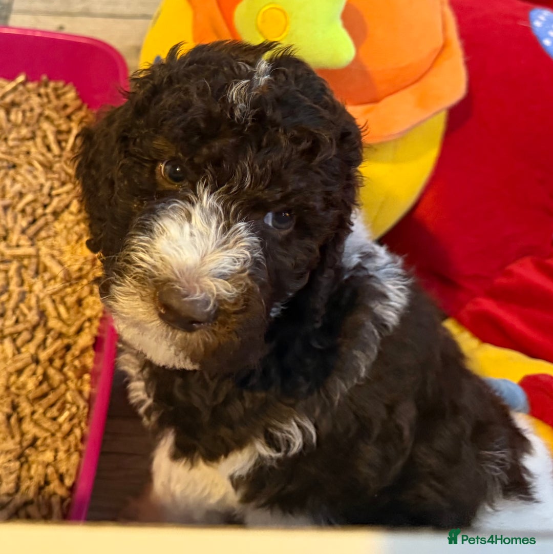 Labradoodle dogs for sale: Therapy breeder 5th gen miniature F1bbbb - Image 39