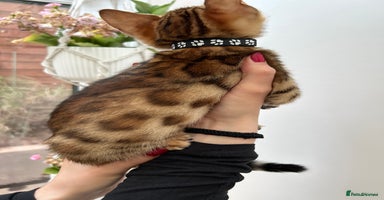 Bengal cats - Advert 6