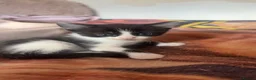 Mixed Breed cats for sale: 🐱 Beautiful calico Mixed Kittens - Advert 3