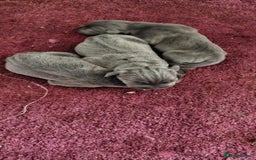 Cane Corso dogs for sale: Cane corso pups - Image 9