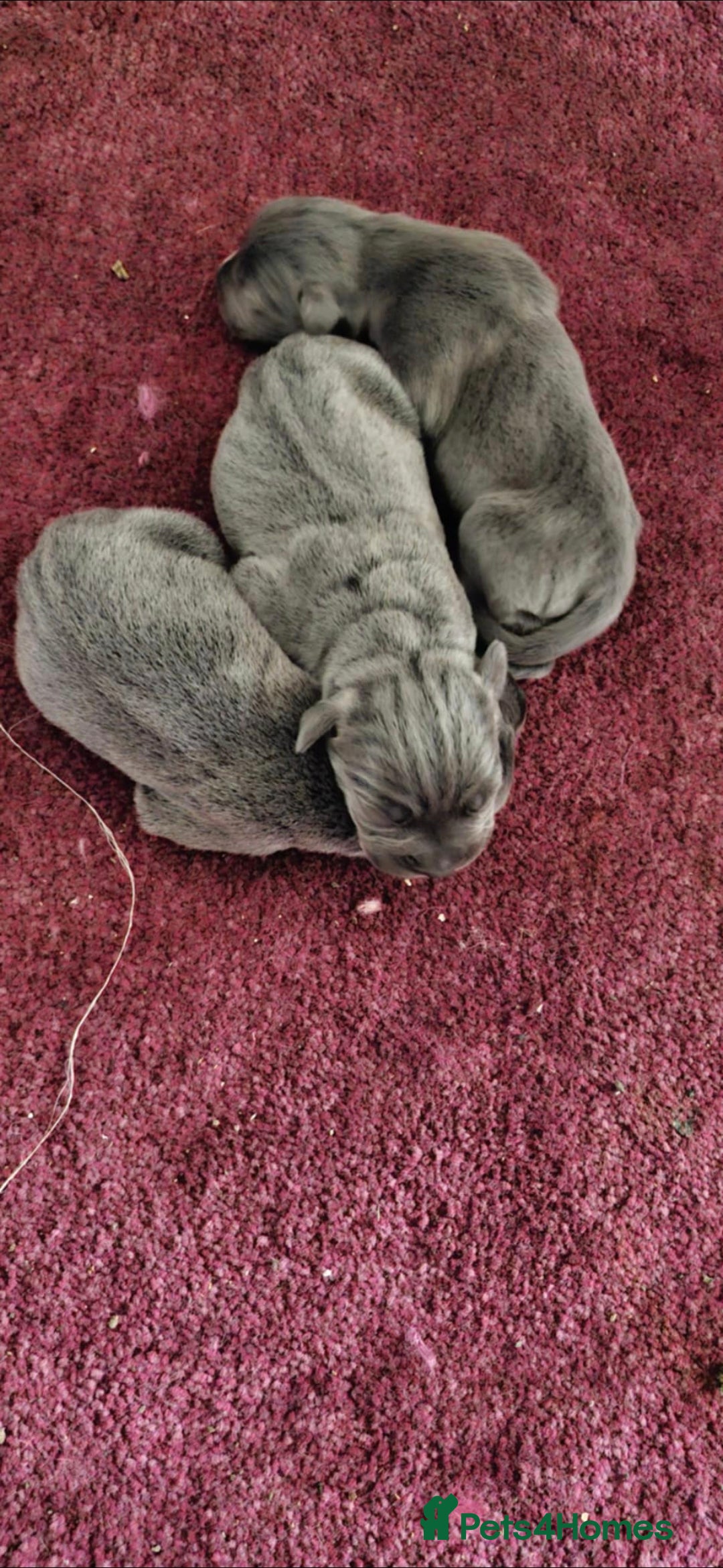 Cane Corso dogs for sale: Cane corso pups - Image 9