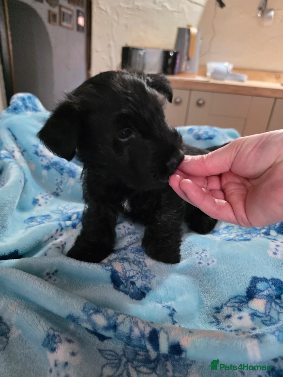 Mixed Breed dogs for sale: Scoland terrier  - Advert 11