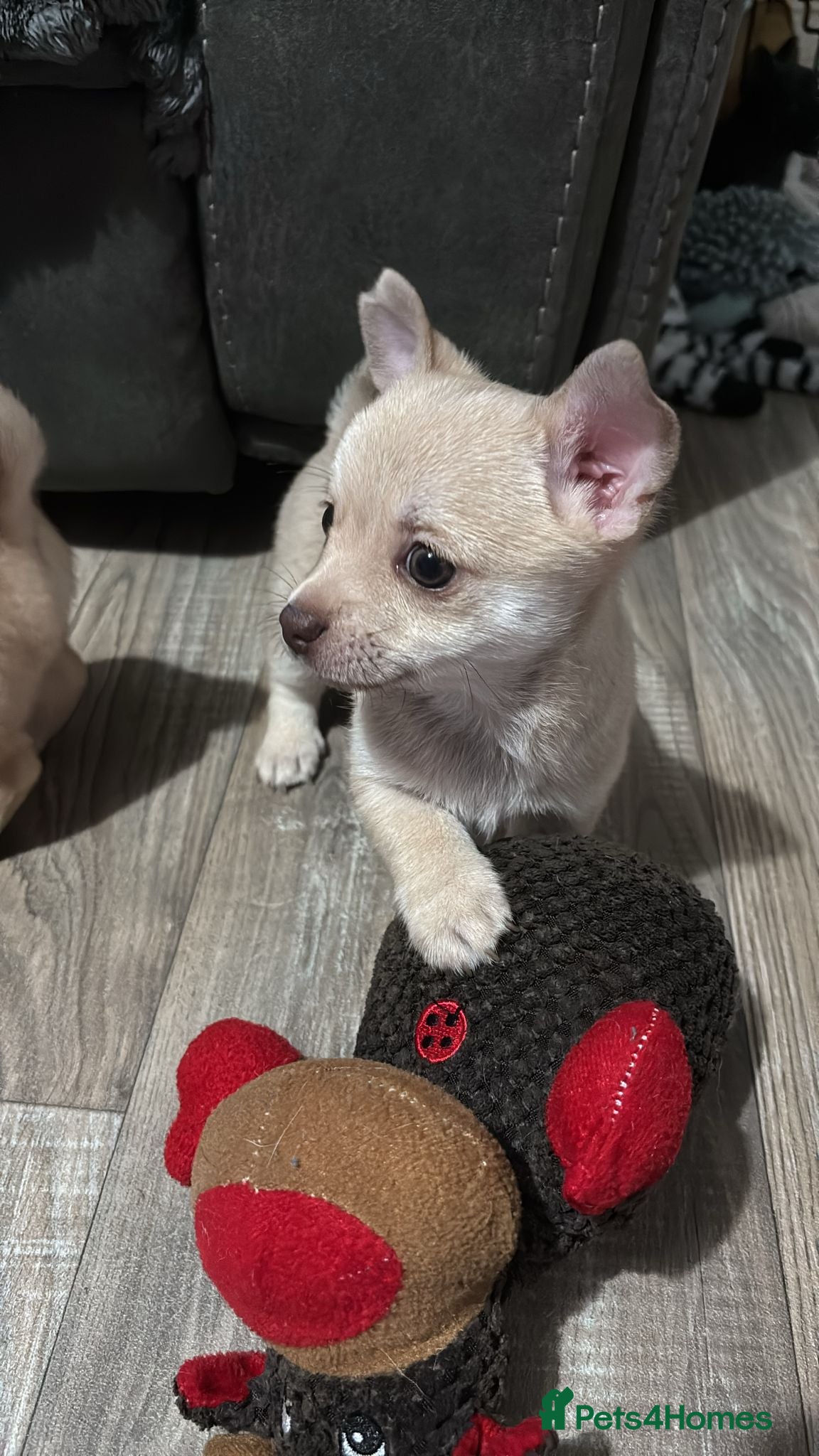 Chihuahua dogs STUNNING SMOOTH COAT CHIHUAHUA PUPPIES  - Advert 2