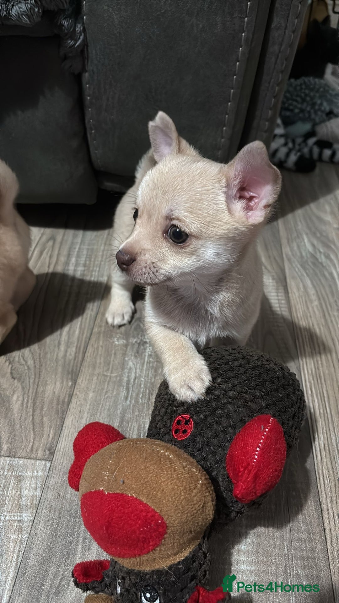 Chihuahua dogs for sale: STUNNING SMOOTH COAT CHIHUAHUA PUPPIES  - Advert 2