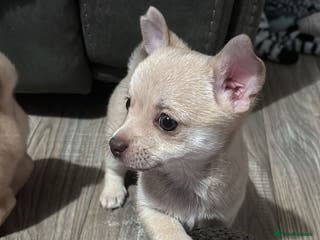 Chihuahua dogs STUNNING SMOOTH COAT CHIHUAHUA PUPPIES - Advert 2