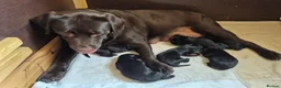 Labrador Retriever dogs for sale: Litter of 6 in Burton-on-Trent - Advert 3