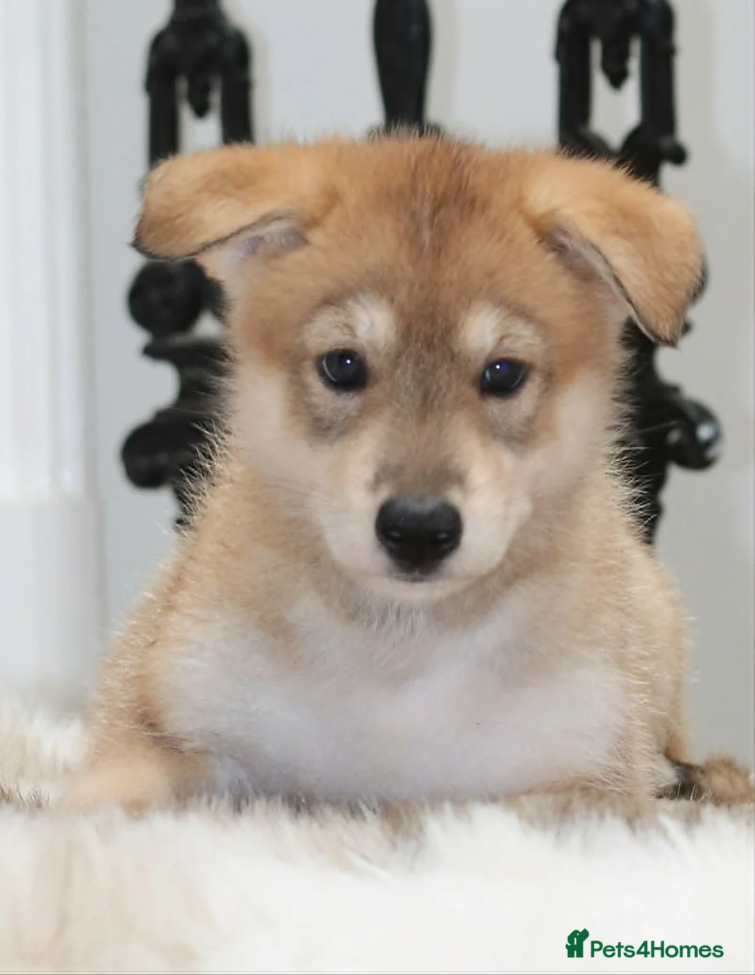Saarloos Wolfdog dogs for sale: Timber Dog puppies - Advert 27
