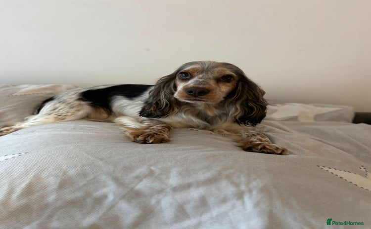 Cocker Spaniel dogs - Advert 9