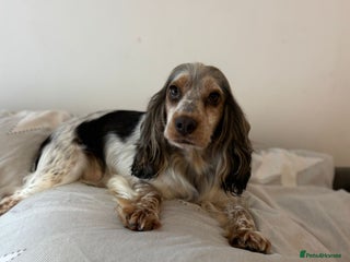 Cocker Spaniel dogs for sale - Advert 1