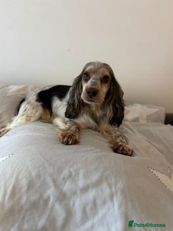 Cocker Spaniel dogs - Advert 1