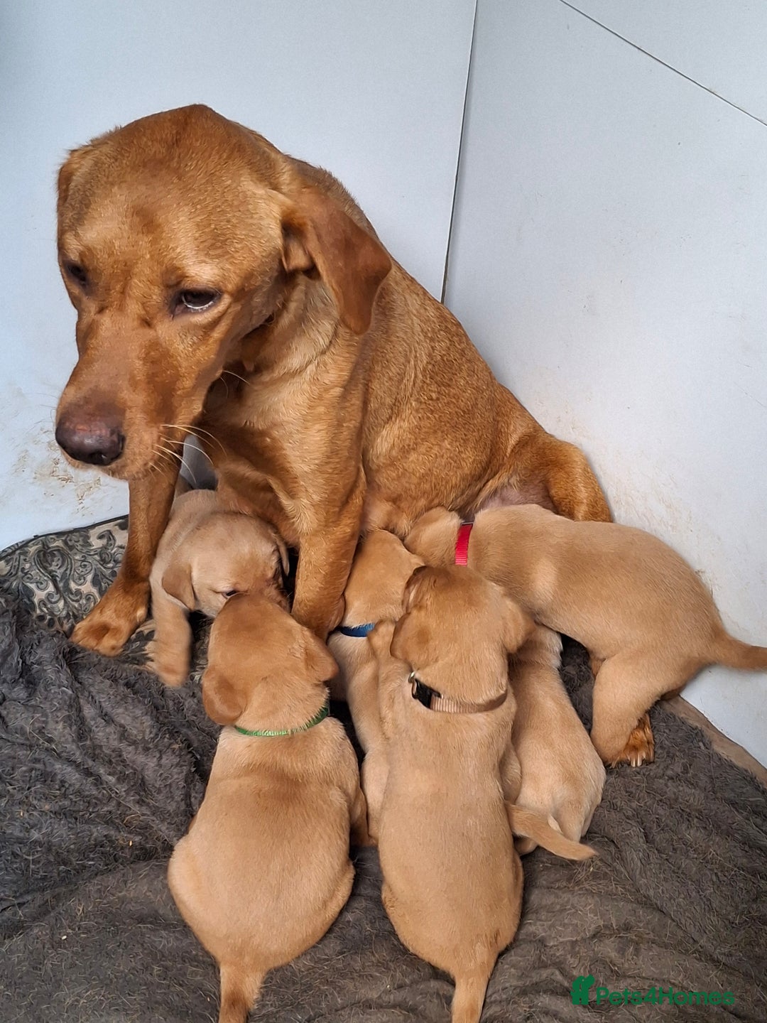 Labrador Retriever dogs for sale: 5th generation pedigree labs - Image 9