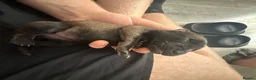 Belgian Shepherd Dog dogs for sale: Belgian malanois pups  - Advert 4