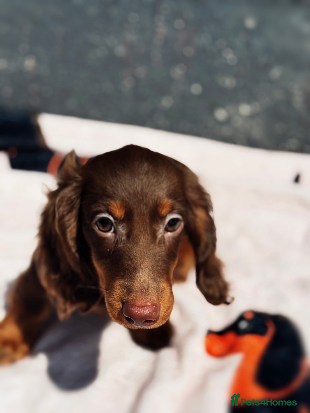 Miniature Dachshund dogs for sale: 2 gorgeous fluffy boys  - Image 11