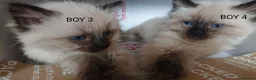 Ragdoll cats for sale: 100% RAGDOLL Kittens😻😽😺 - Advert 5