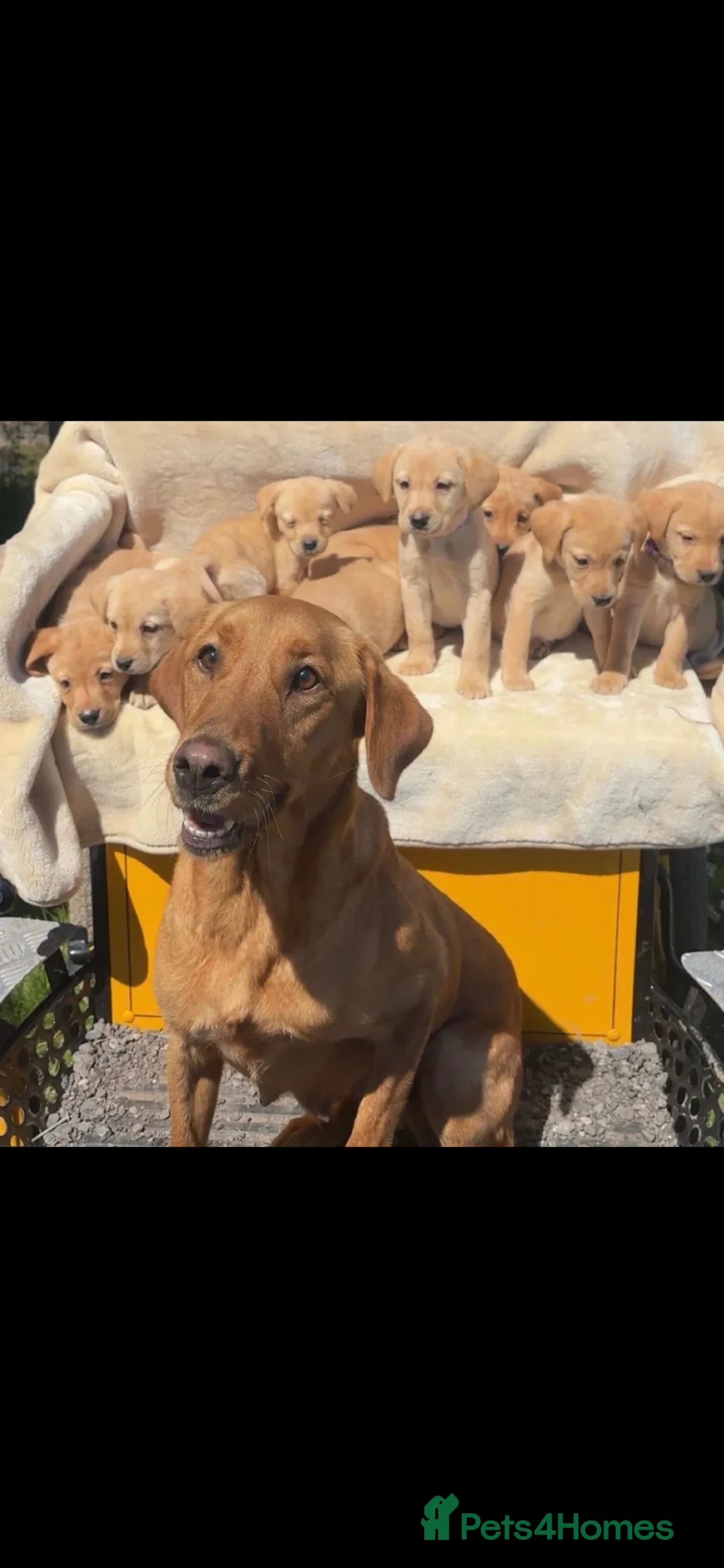 Labrador Retriever dogs for sale: 10week old yellow Labrador retriever - Advert 2