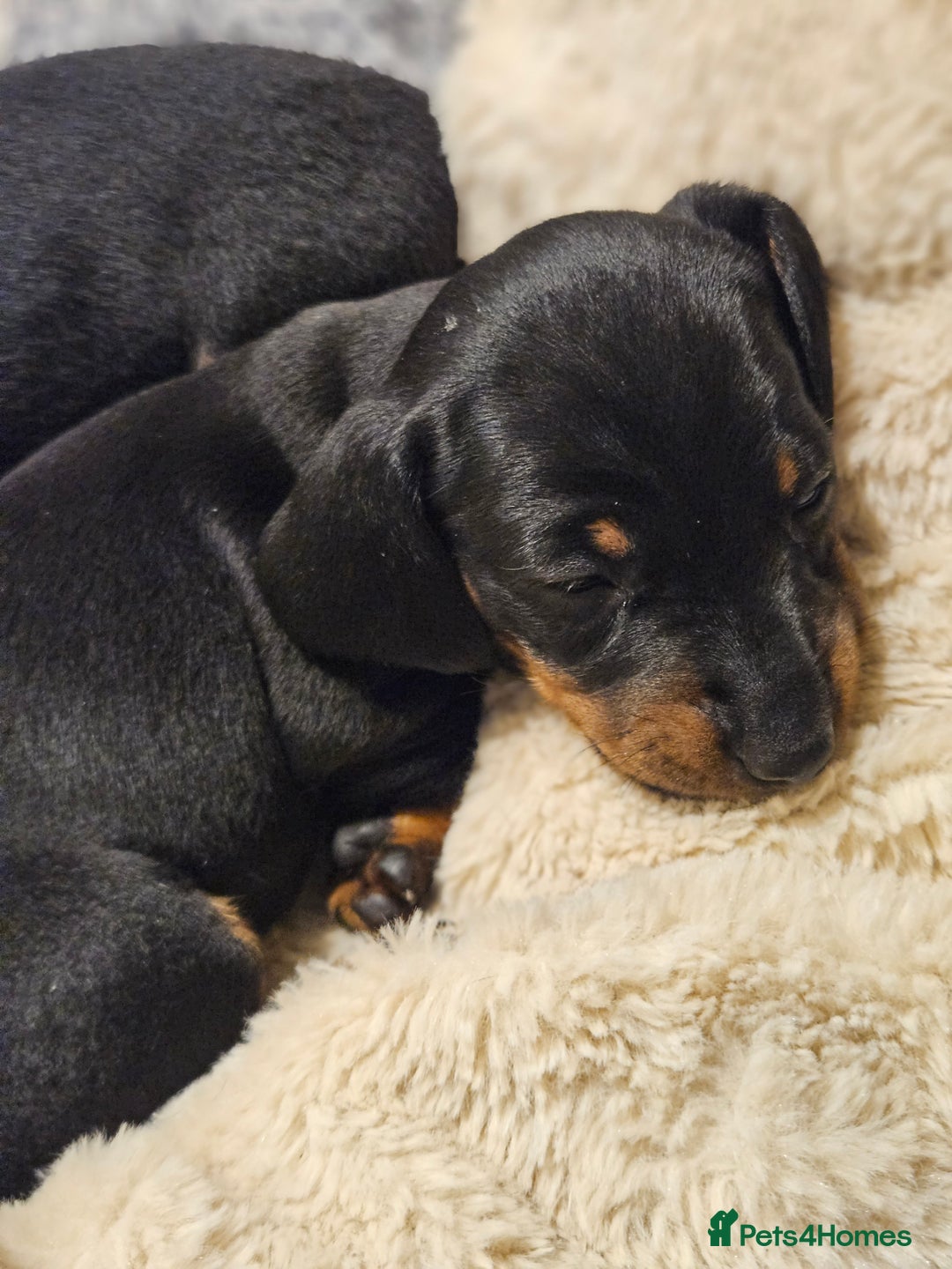 Miniature Dachshund dogs for sale: 4 male miniature dashund  - Advert 2