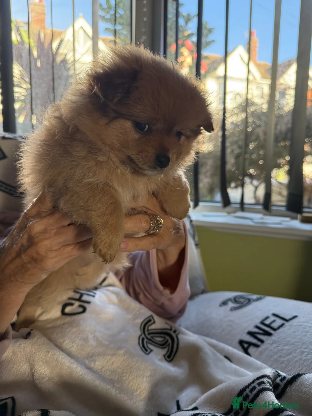 Pomapoo dogs for sale: Teddy bear pompoos - Advert 10
