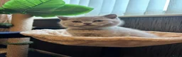 British Shorthair cats for sale: British shorthaired male kittens  in Wolverhampton - Advert 15