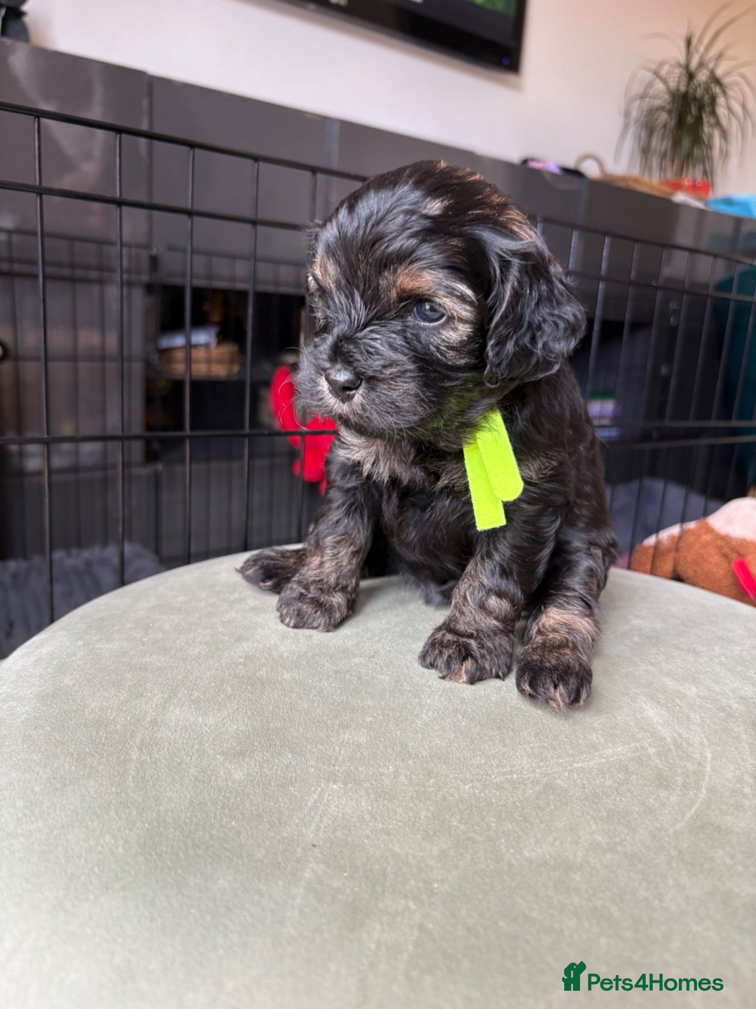 Cavapoo dogs Gorgeous Cavapoos-Ready for Loving Homes from May - Advert 2