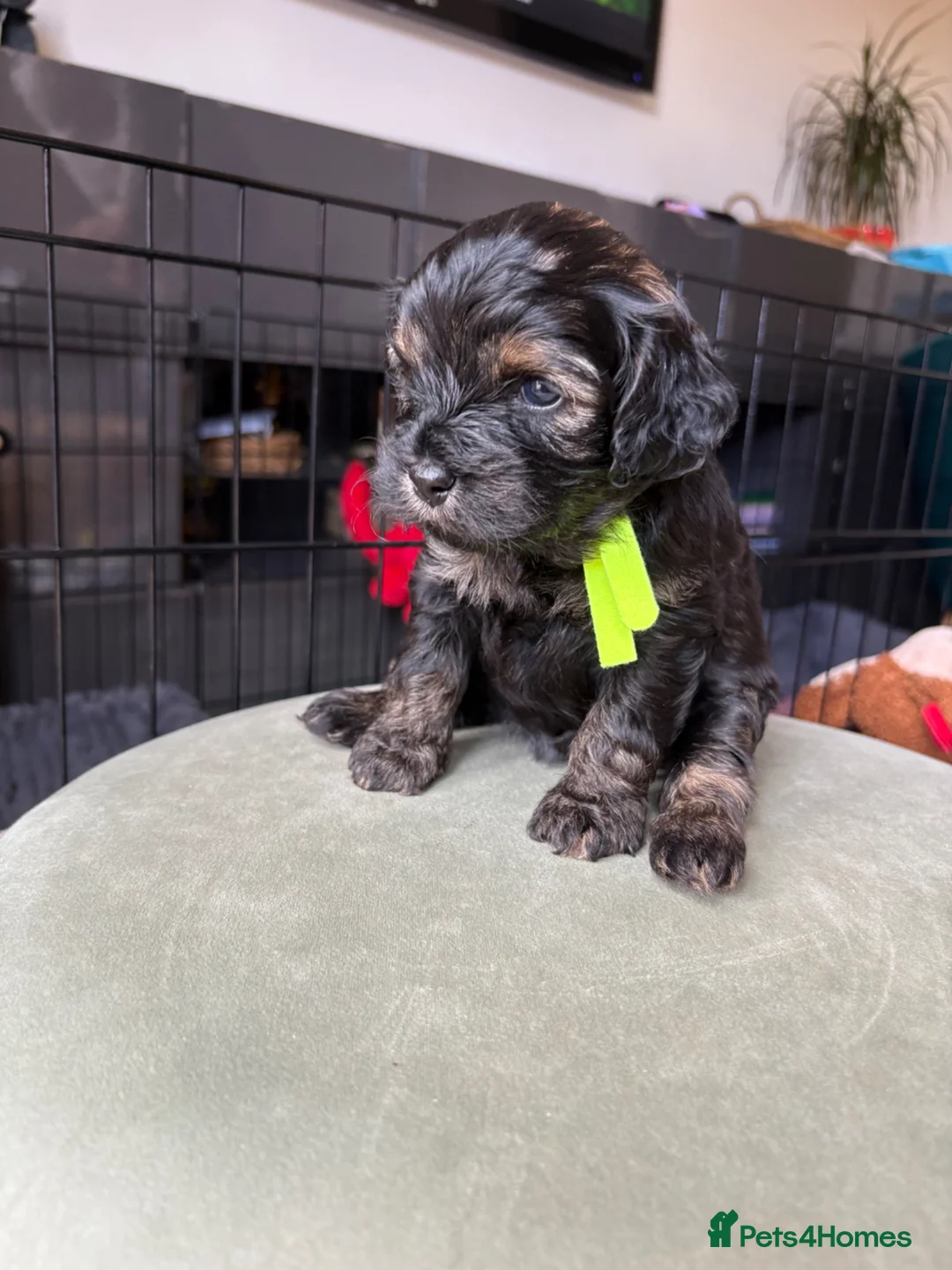 Cavapoo dogs for sale: Gorgeous Cavapoos-Ready for Loving Homes from May - Advert 2