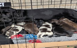 Cocker Spaniel dogs for sale: Show type cocker spaniels - Image 1