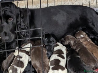 Cocker Spaniel dogs - Advert 29