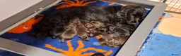 Cocker Spaniel dogs for sale: Show type KC Reg Cocker Spaniel Puppies Available - Advert 7