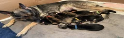 German Shepherd dogs for sale: German Shepherd Puppies Ready for sale - Advert 2