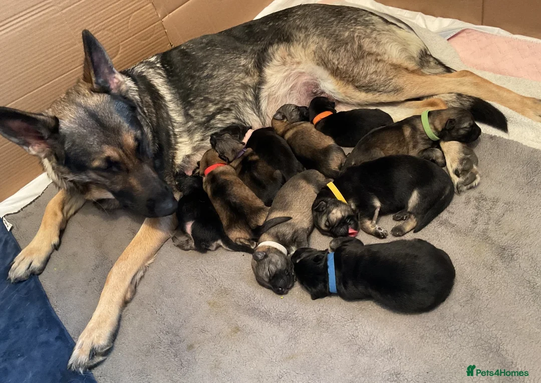 German Shepherd dogs for sale: German Shepherd Puppies Ready for sale - Advert 2