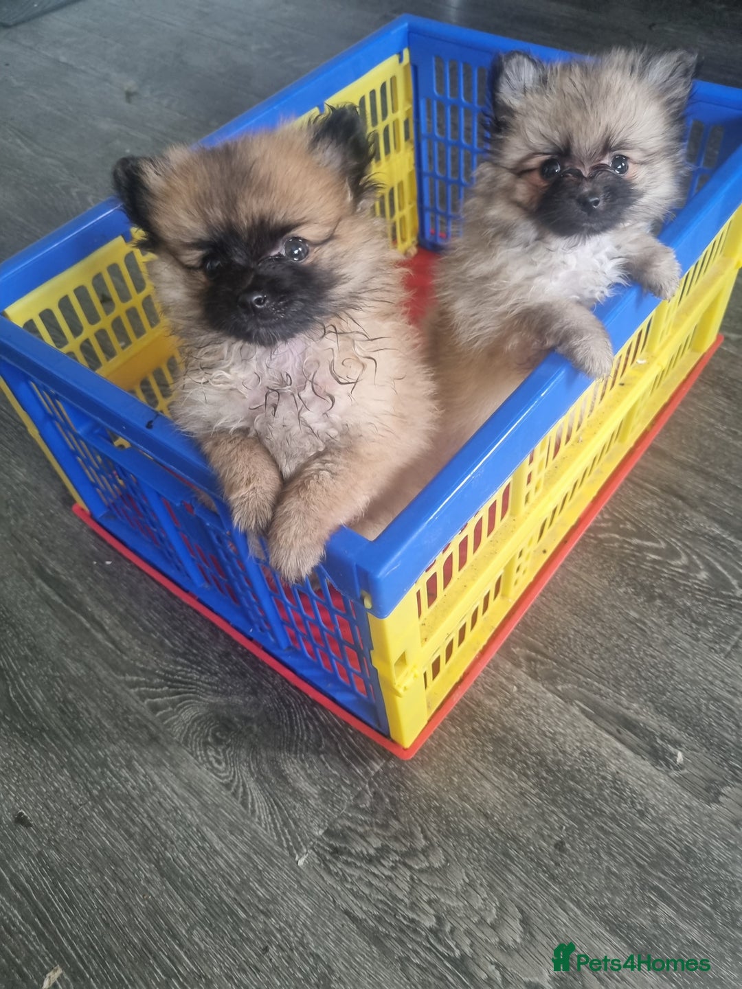Pomeranian dogs for sale: Xxs Pomeraniums  - Image 34