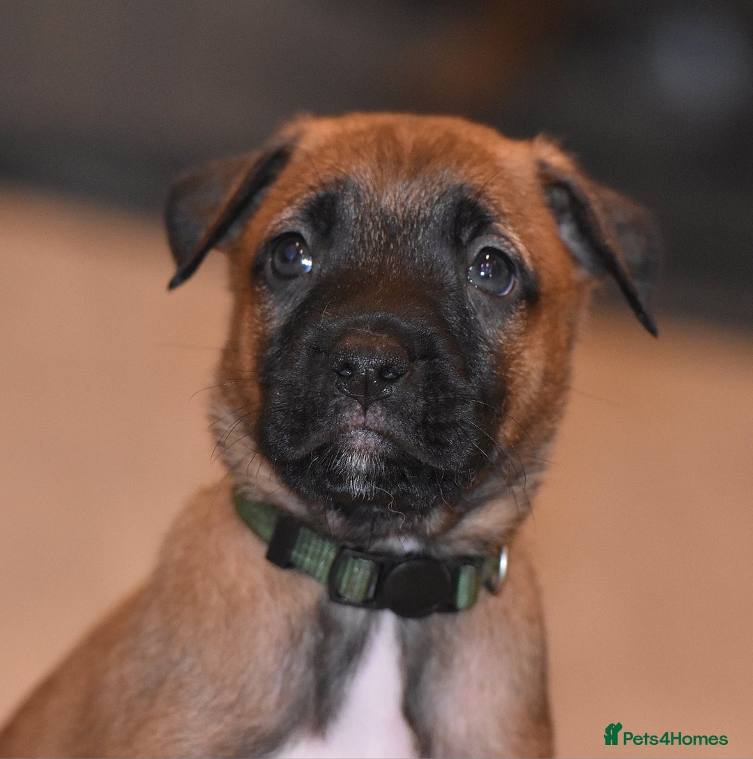 Mixed Breed dogs for sale: Bullherders top working lines  - Advert 22