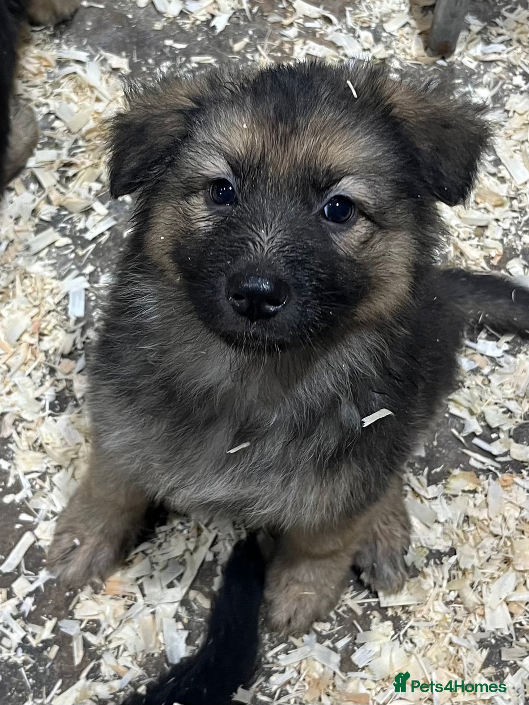 German Shepherd dogs for sale: German shepherd pups - Image 8